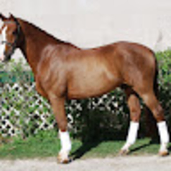 mistiecantey